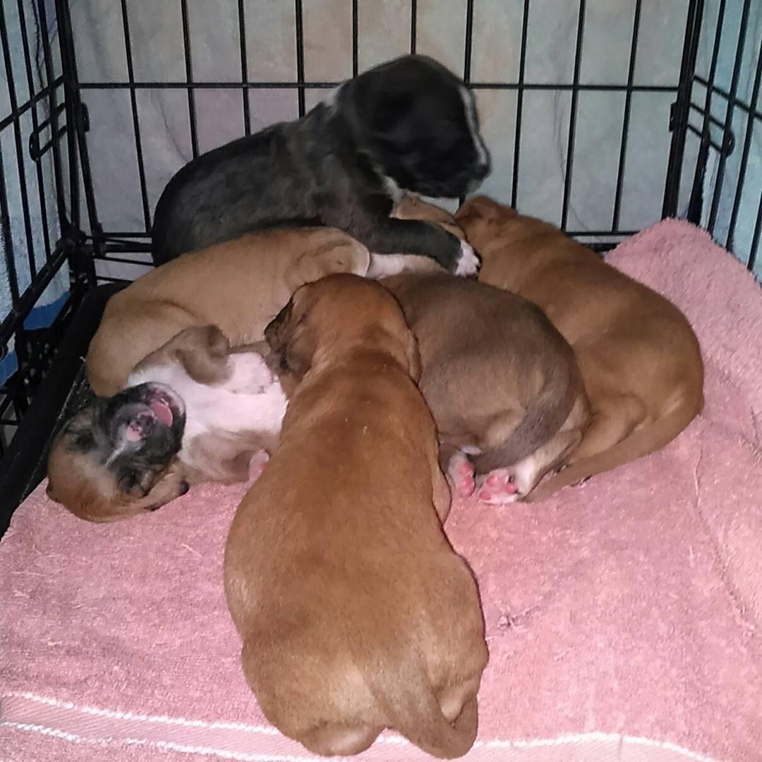 paypal.me/PacosHope
please donate any amount to help them.  This is just one pic. Many many puppies and dogs that need help!