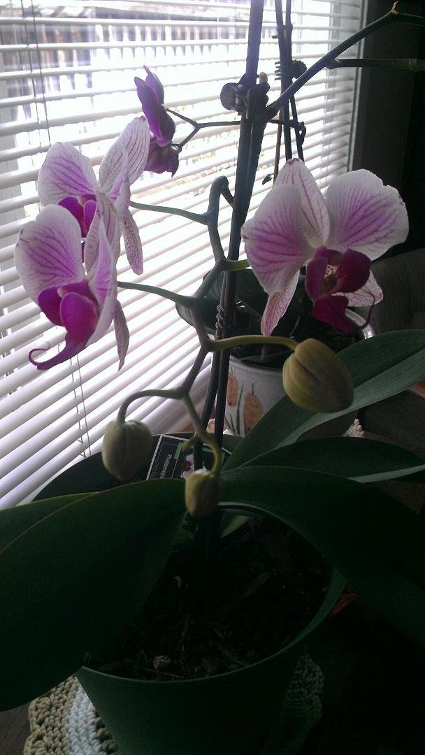 Here is another orchid I bought her last year. It's really blooming again