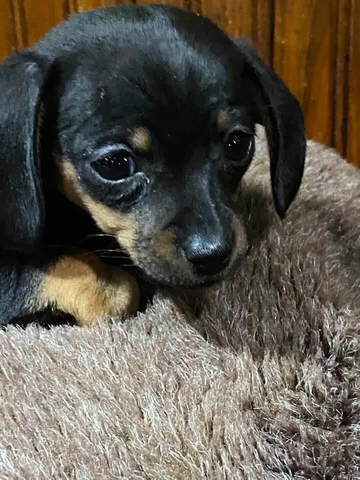 Our new baby. Sheena Davina Glenn. 1 lb. & 14 ozs.