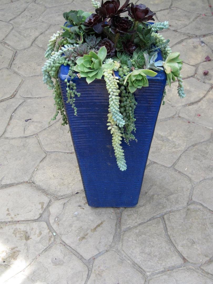 Succulents Susan Bianchi McPherson and Donna Hinman