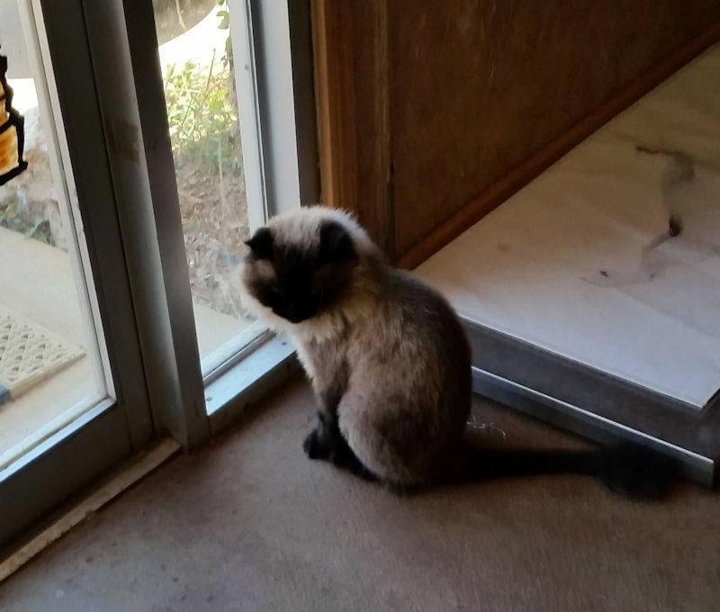 Margie always asked me to take a photo of the cat that is usually in the vet office. Here it is.