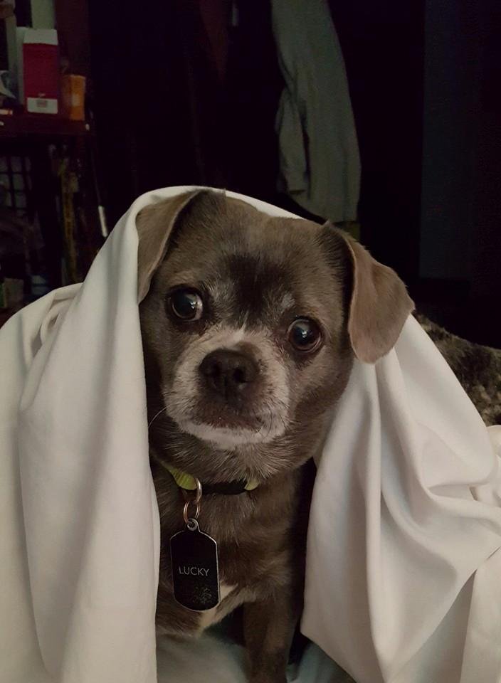 Puppy under covers.