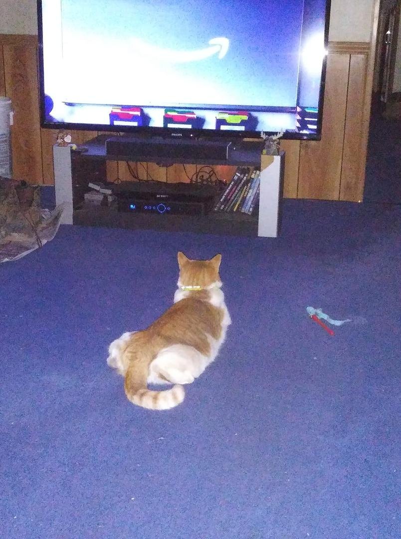 My cat Goshe watching the tv