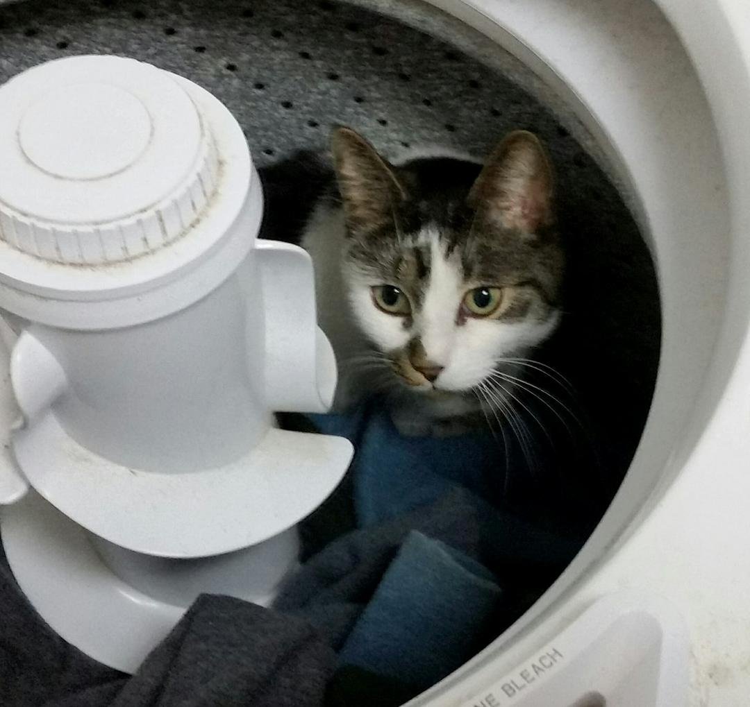 Mickey's bed - he likes to dig a nest in my dirty clothes (which I store on the washer). He's not happy here because I woke him up.