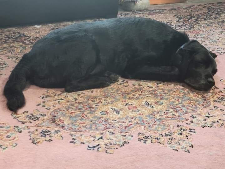 Had to say goodbye to his wonderful dog this afternoon. I will miss seeing you at Christmas sitting next to me putting you heard under my arm. Rest Easy, Bella!