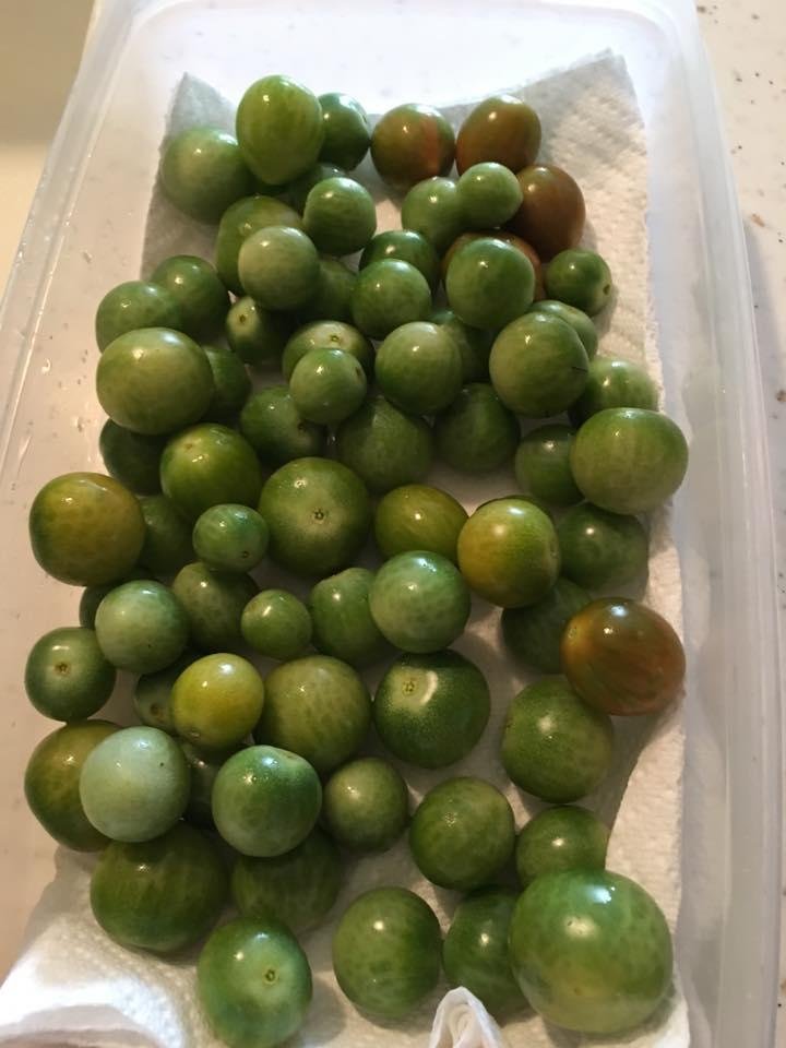 If anyone nearby has a yen for fried green tomatoes, I have the tomatoes! Otherwise they'll ripen on the counter or a paper bag and get made into sauce.
