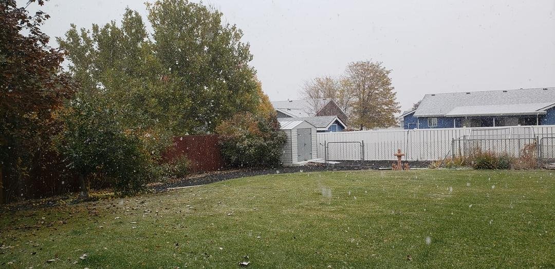 It's snowing like crazy. The roof tops are white already. On the far left side of this photo is the little apple tree. It still has a ton of apples on it.
