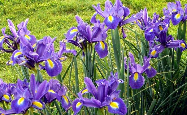 More iris' to brighten up the front yard.