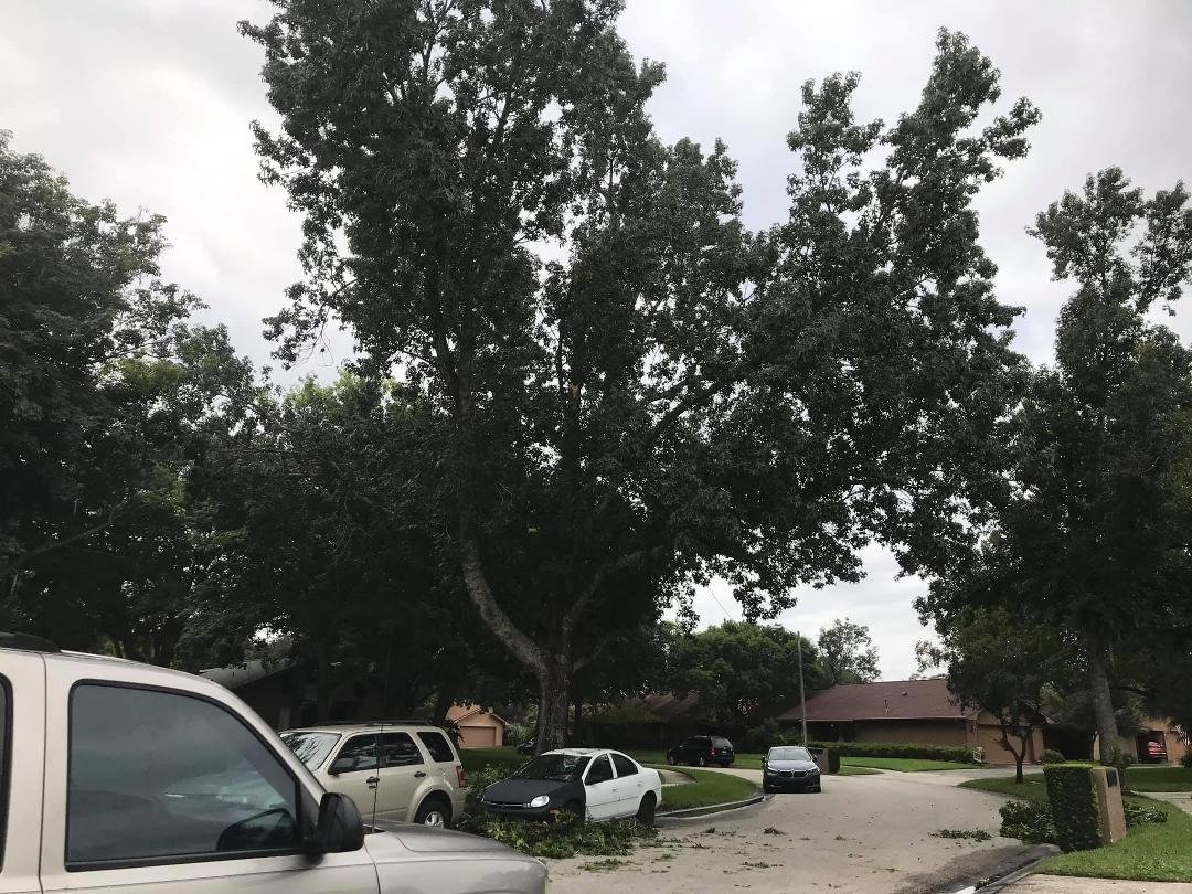 Needs major trimming, better yet, remove the tree.