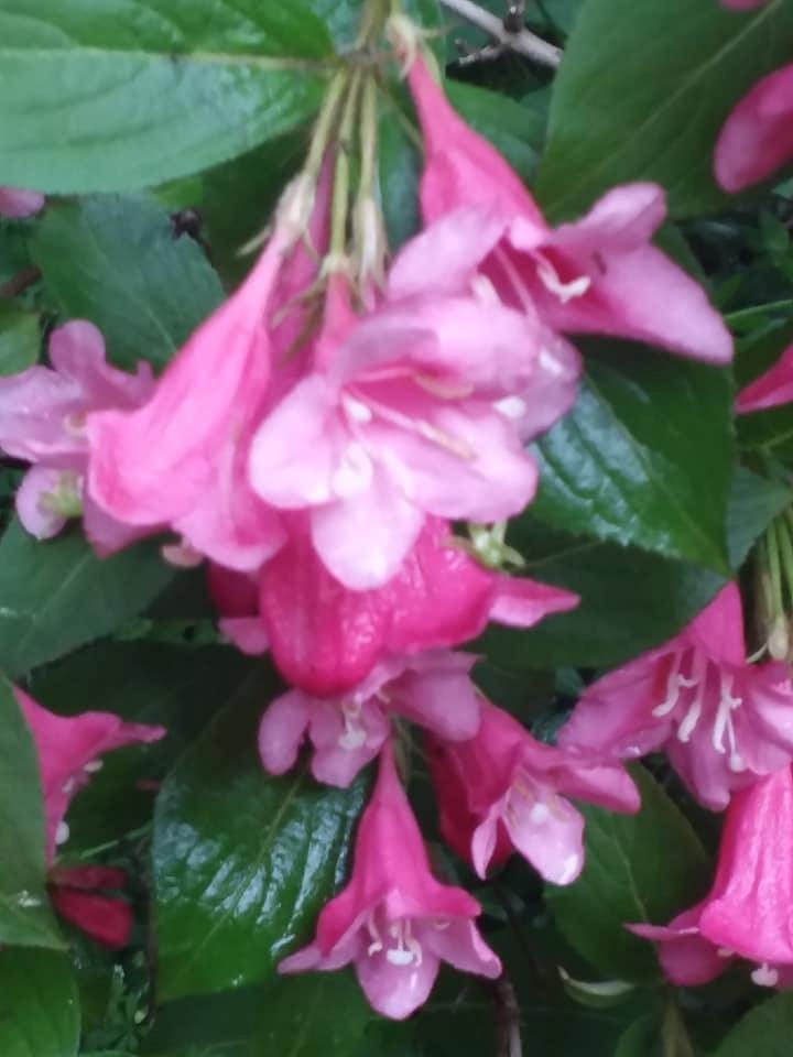 Stephen Root's album, Mobile Uploads