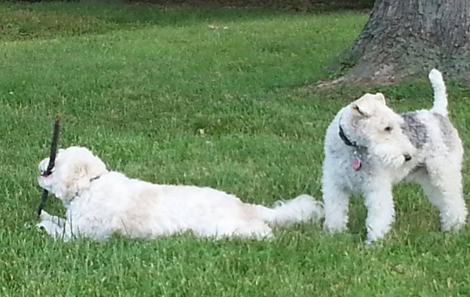 Teddy once again steals Emery's stick and Emery doesn't pursue getting it back because, as Teddy makes VERY clear, all objects that can be considered toys belong to him and are only used with his permission... poor Em gives