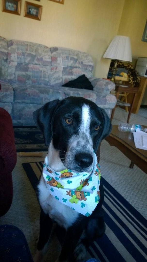 Every other day of the year I'm just a rescue mutt, but today, I'm an Irish Setter. Happy Saint Paddy's Day!