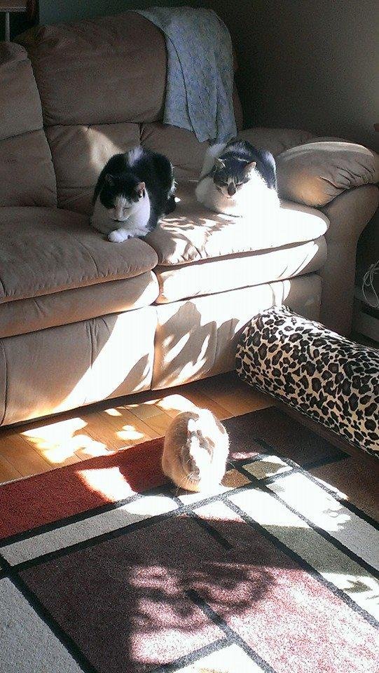 What a life all three sunning there selves.