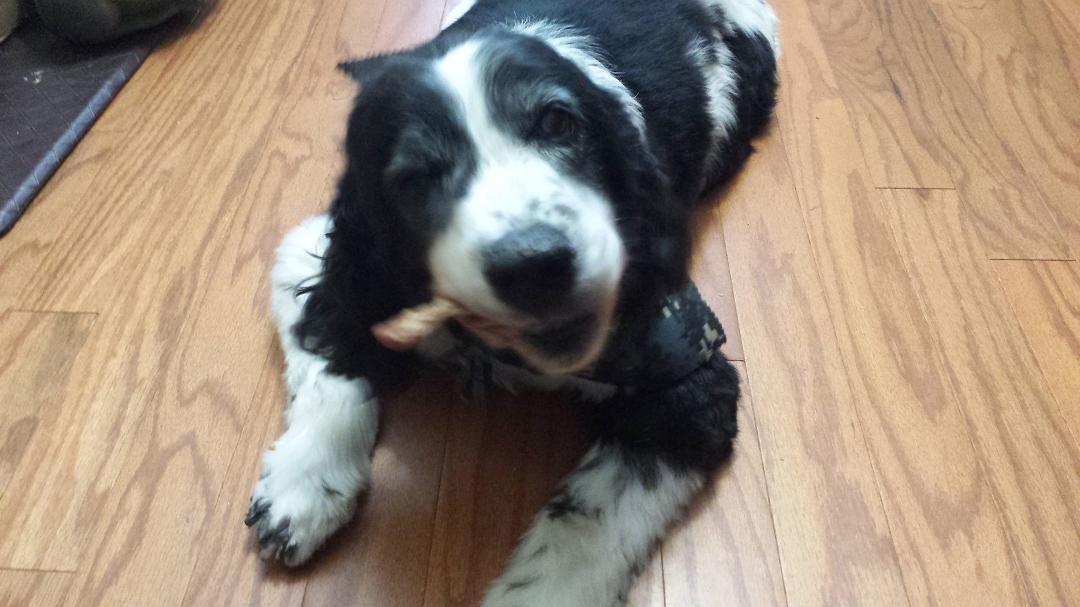 Jerry chowin down on pig ear..reward for vet visit ; ( now mommy is broke. ..& he won't give me a bite:(