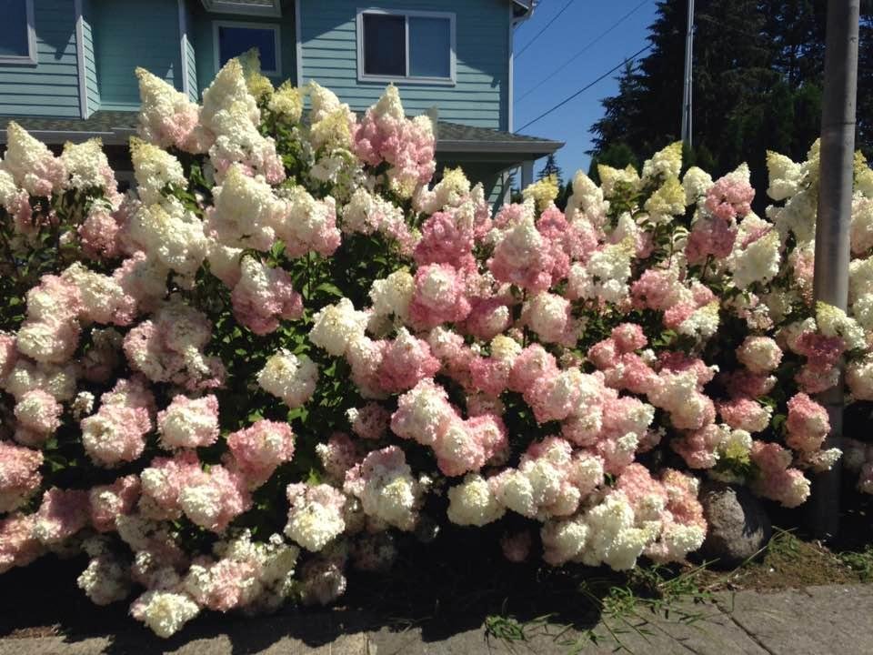 Does anyone know what these beauties are? Fragrant and somewhat like a lilac in flowers and a hydrangea in foliage. Thanks... 🤓