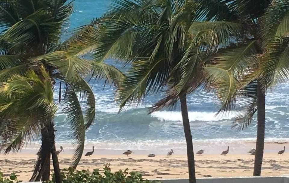 Puerto Rican Pelicans practicing social distancing