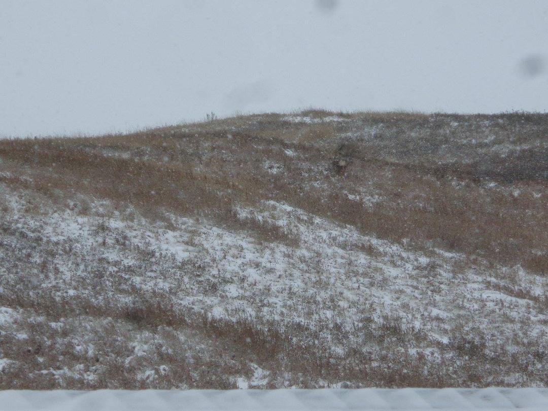 Robert Steer's album, Lots of deer around
