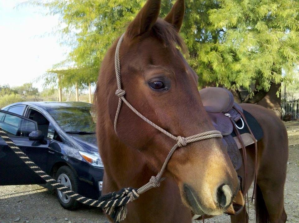 Beautiful day in Arizona. I saddle Tia and rode her in the corral.