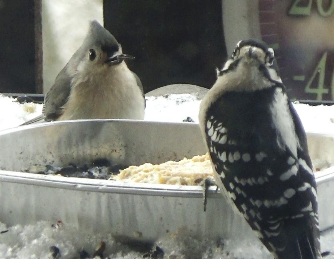 Downy Woodpecker & Tufted Titmouse enjoying Christmas Eve feast!!