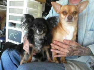 Catt's Midnight and Cujo