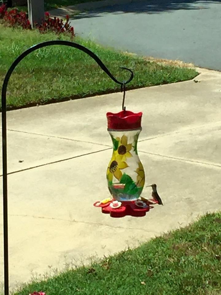 Thirsty lil hummingbird