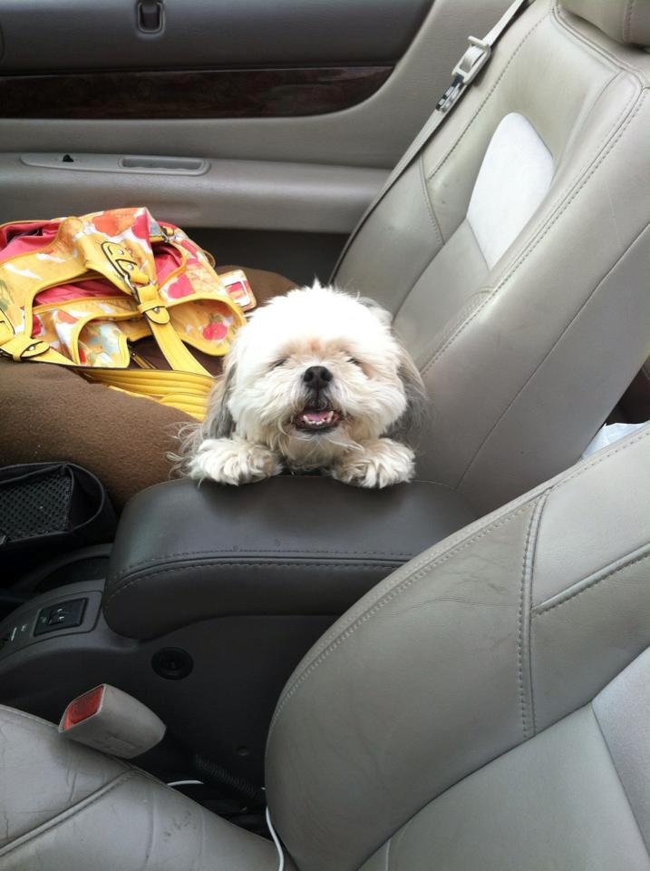 Happy Dog Day, Love Rocky