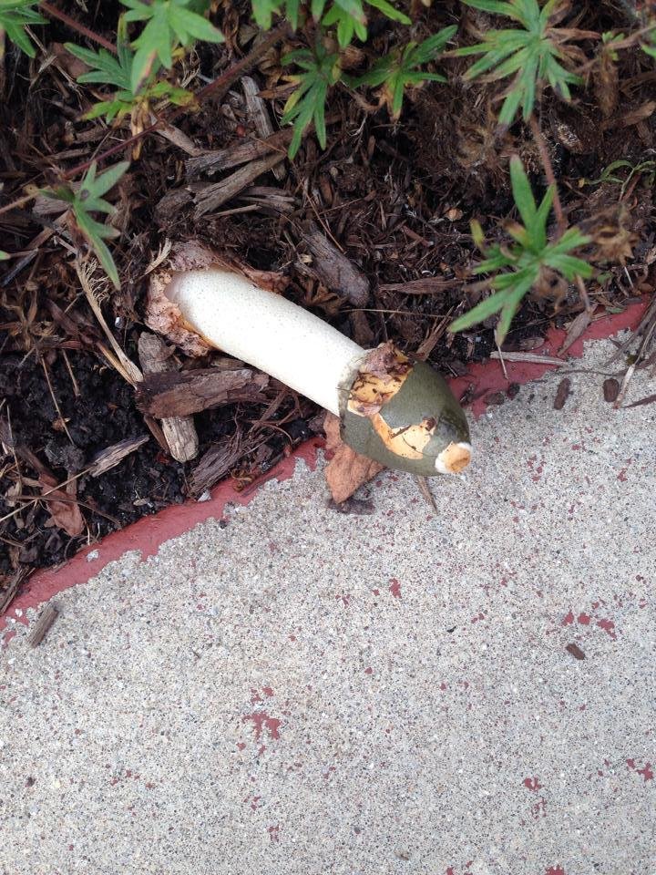 We have some of the grossest things growing out of our mulch. I think our house must have been built over a dump or a graveyard.
