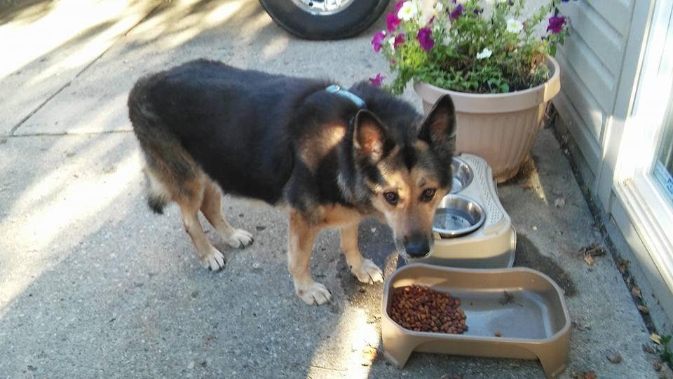 Needs a loving home or he has to go to Humane Society to hopefully be put up for adoption I have all his papers since he was pup and all medical records. Free to good home.