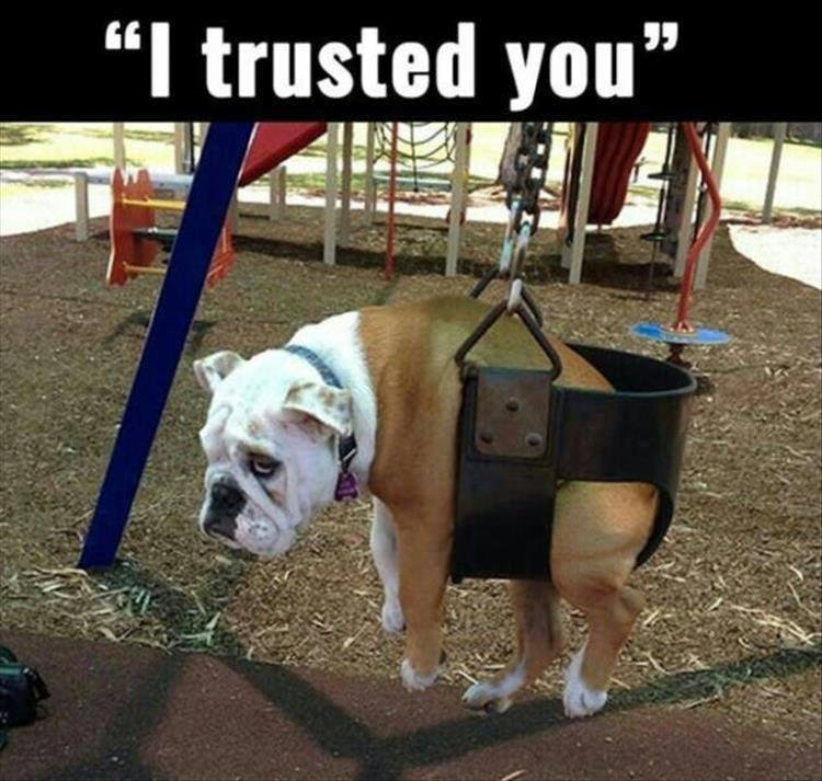 Ran across this and just had to share with my friends who have these happy dog pals