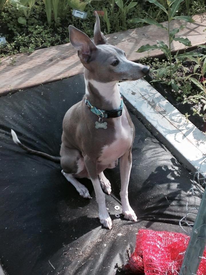 A fantastic garden buddy! 2014