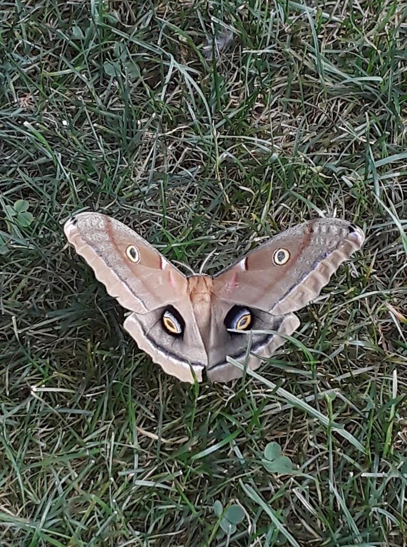 In the back yard anyone know what kind of moth..it sure is a beauty.