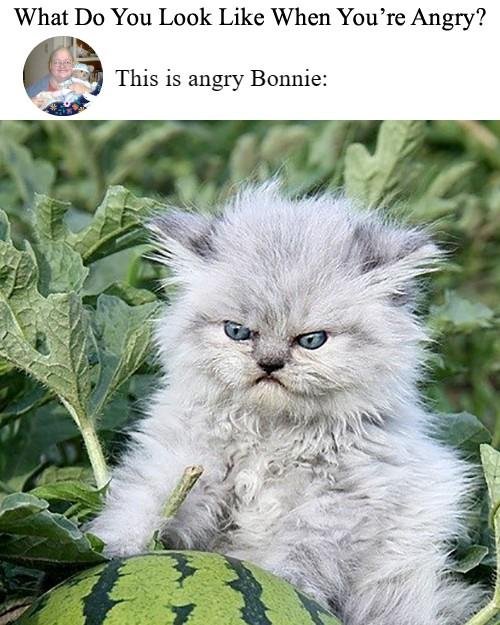 Bonnie Johnson's album, Timeline photos