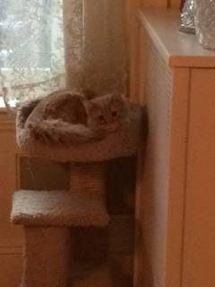 Hubble in his perch -- by the radiator.