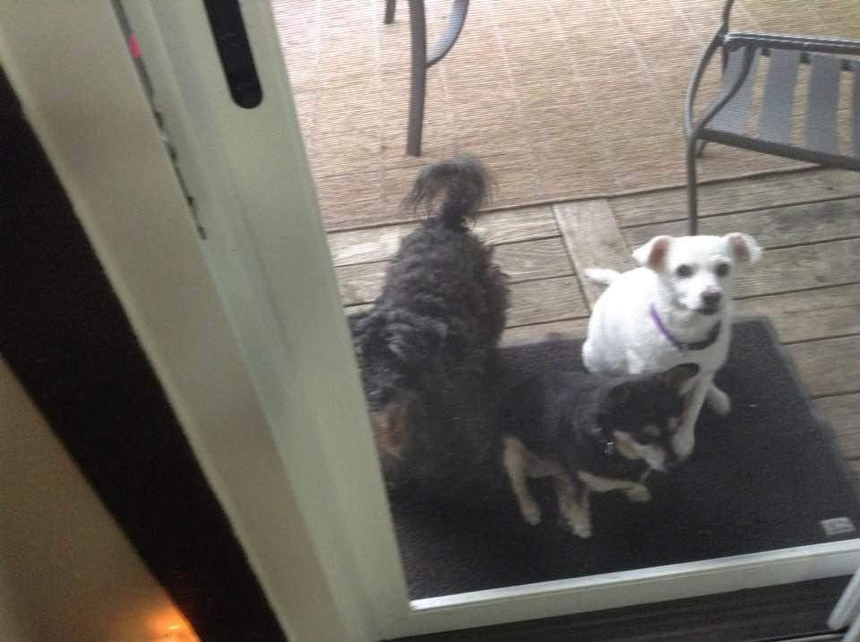 Addie, Taco and Maggie