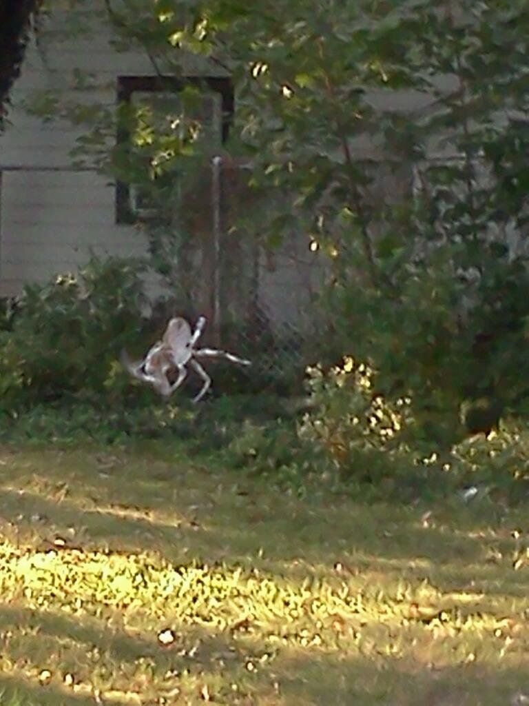 Huge spider near my garage.