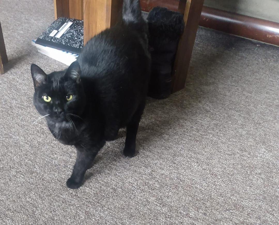 Maria was a little trooper at the vet today but I found out that she needs dental surgery which she is going to get it done in October