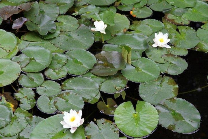 Jon Curby's album, pond and garden 2011