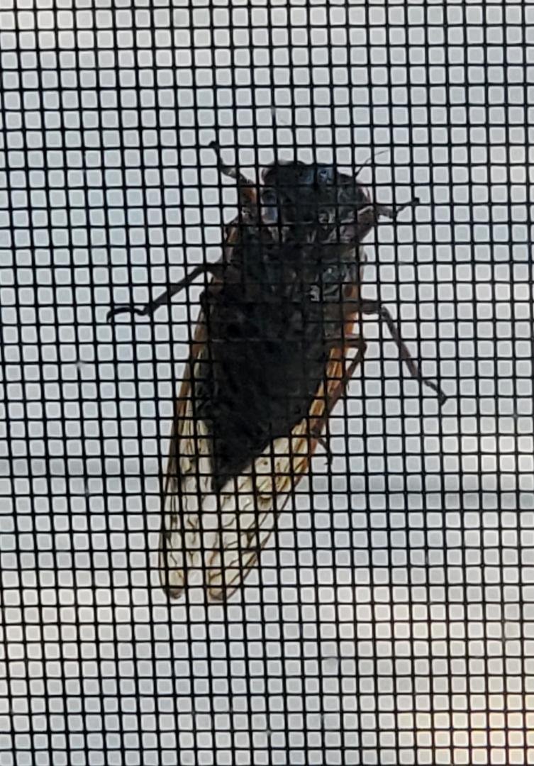 She came to visit, posed, then flew away. #CindiCada