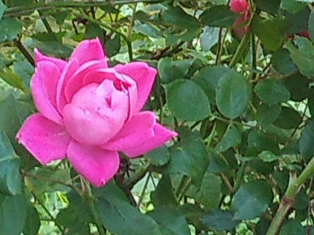 Only if you want.
I’m asking those who love flowers to post a picture of a flower. Just ONE pic. No description. The goal is to flood Facebook with flower photos instead of negativity! Please copy the text, put a picture, a