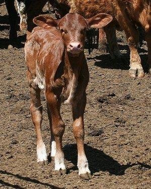 Mike ....this is the heifer that was born up here in May, shes out of the cow I bought from Gerald German and by Troy's Panhandle Slim son. She was one week old when I shot this.