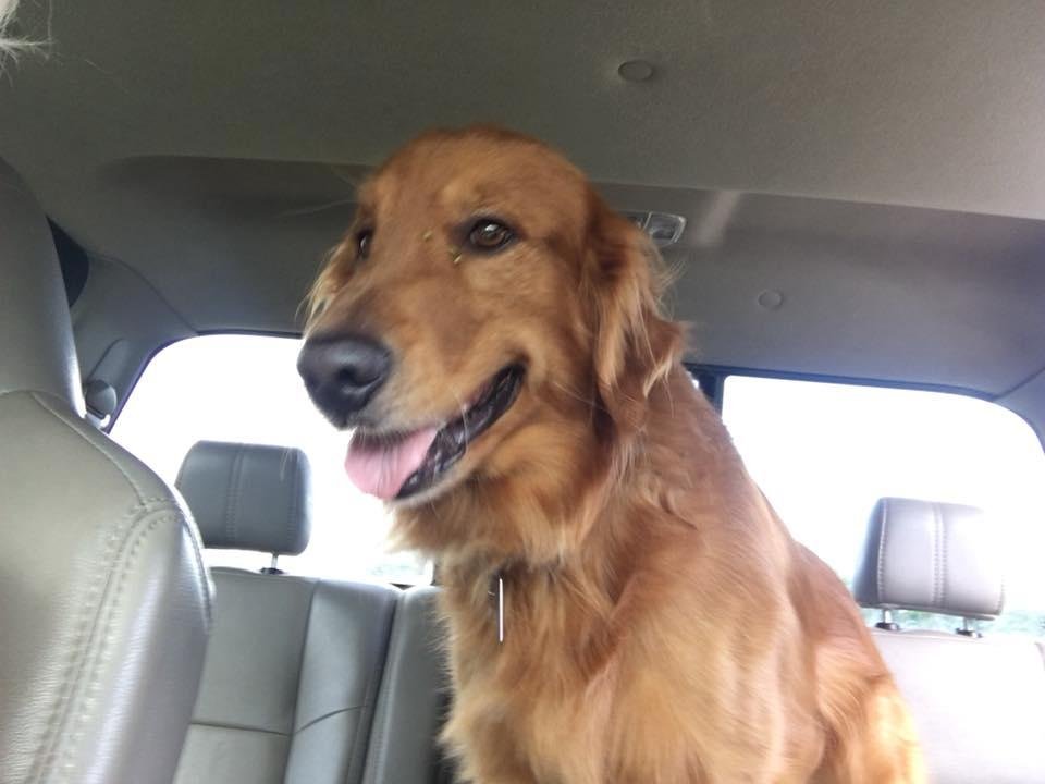Look 👀 who gets to go take grass clippings in