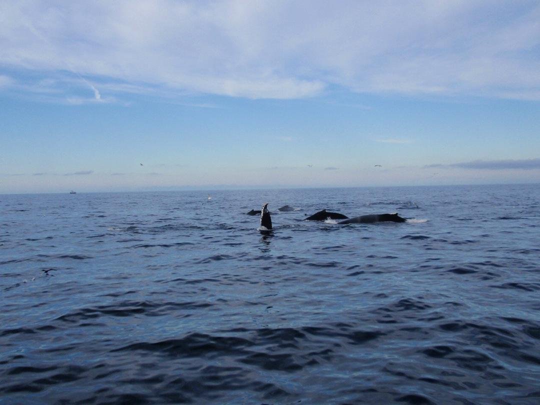 There are 5 whales in this picture!