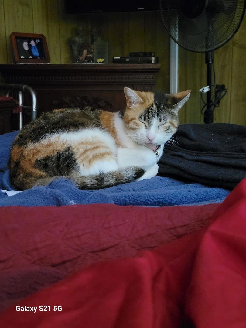 Gizmo's liver is not functioning properly.