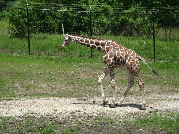 Baby giraffe