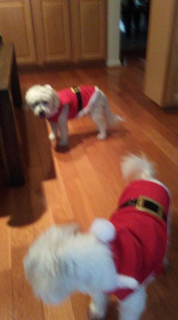 Casey n Cooper new xmas outfits