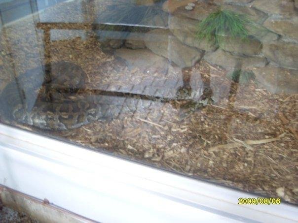 Python