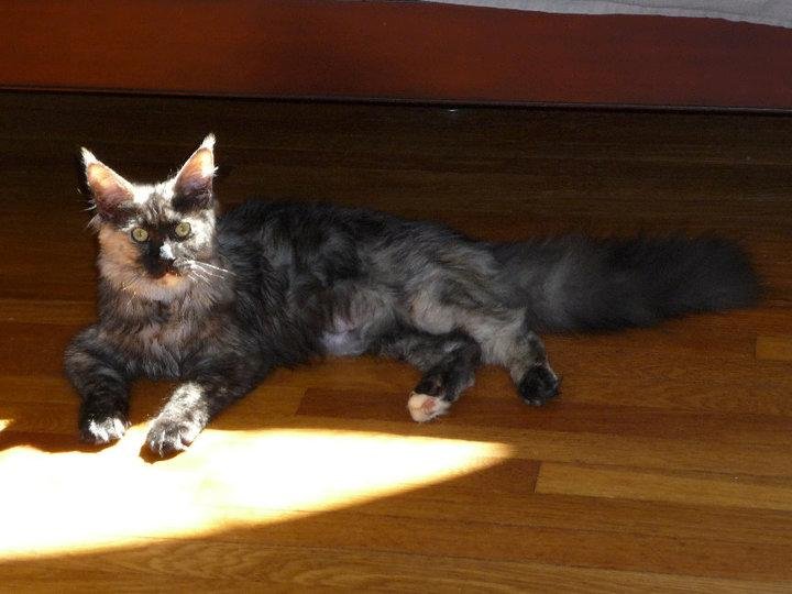 Dixie at 6 months and 10 pounds.