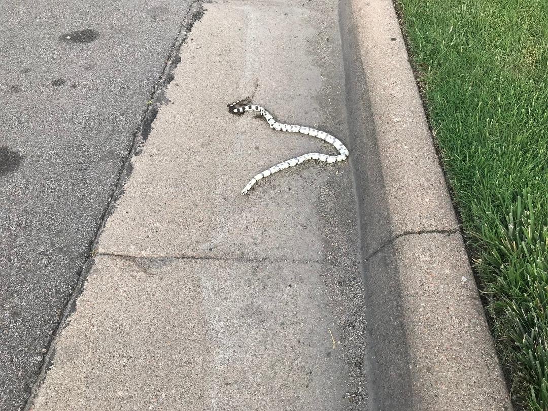 What kind of snake is this...Please...It is black & White.
Don't say a dead one becasue I know this his is dead