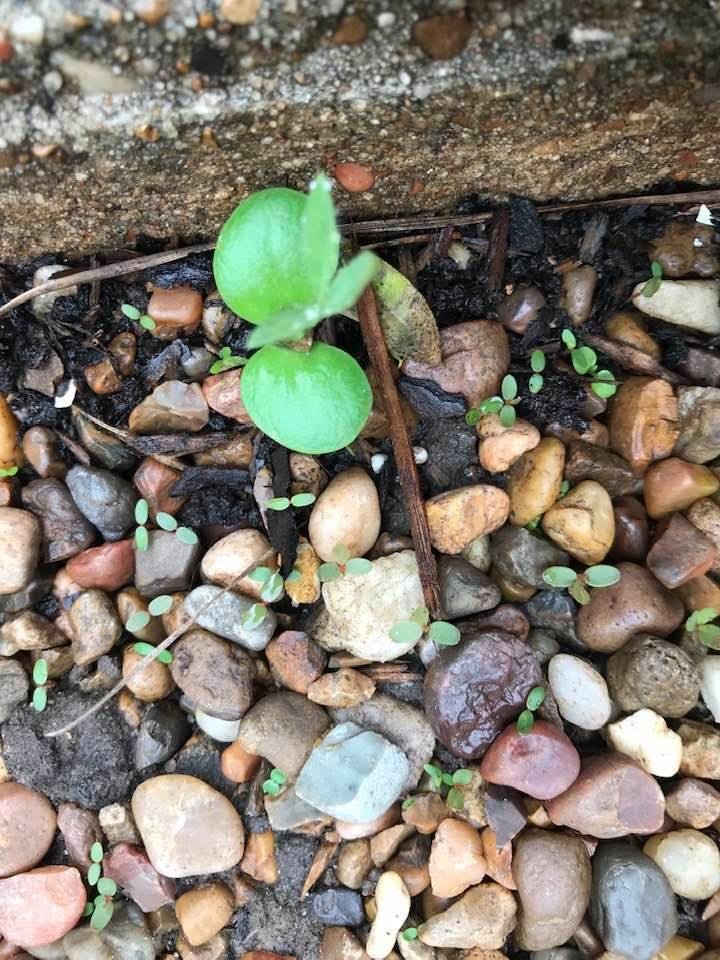 One bluebonnet seedling.