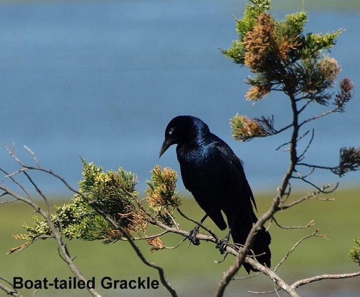 Boat-tailed Grackle from my trip with Dwight and Jeff.